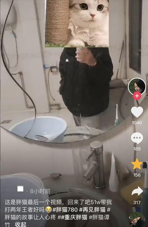 胖猫最新爆料视频,揭秘娱乐圈惊人内幕！  第1张